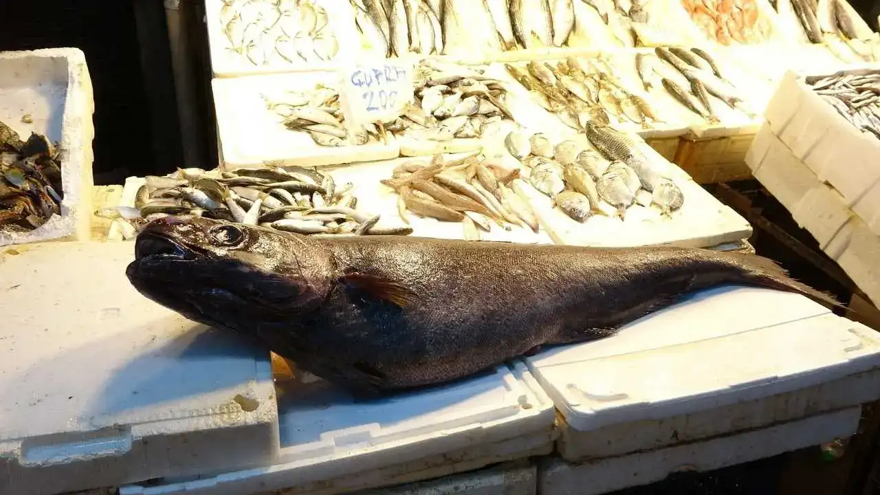 Atlas Okyanusu’ndan Mersin’e Dev Misafir! 5